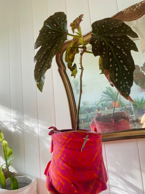 Producto - Begonia maculata maceta polar fuccia