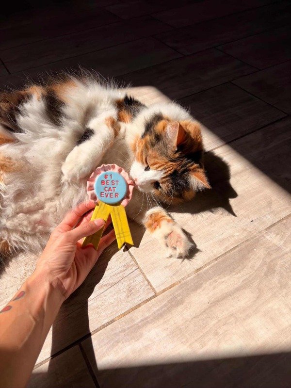 Producto - Best cat ever