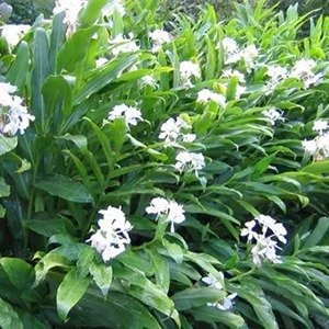 Producto - Hedychium coronarium (Caña de ámbar)