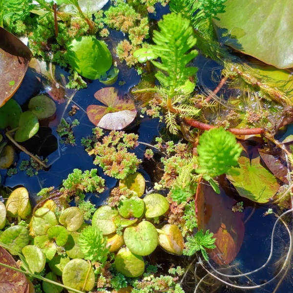 Producto - Mix oxigenadoras y florantes