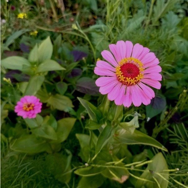 Producto - Zinnias mix - 4