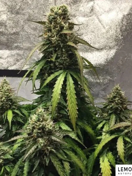 Producto - Lemon Auto x3 - ADN Seeds