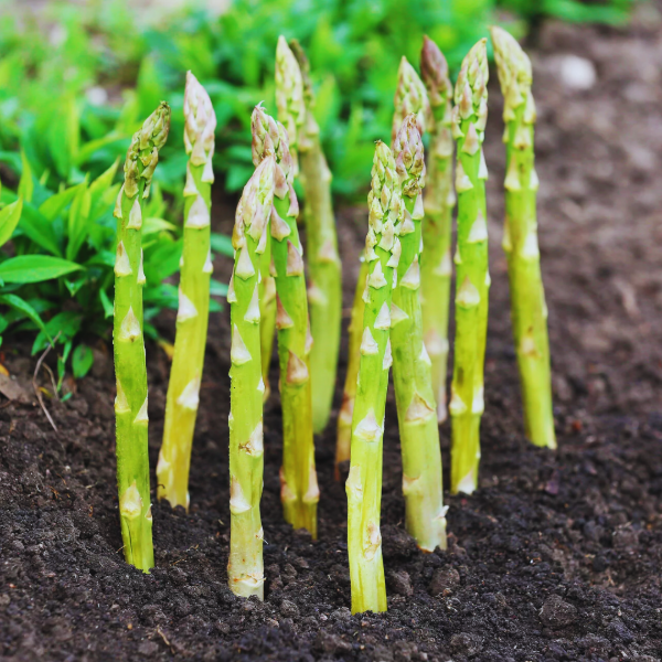 Producto - Plantines/Garras de espárragos