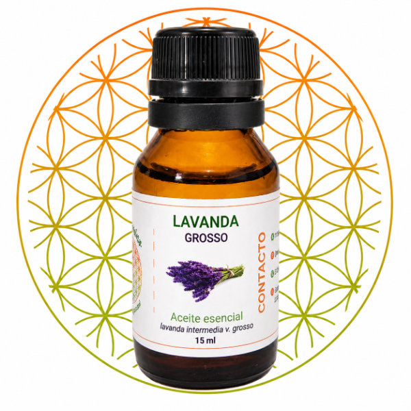 Producto - LAVANDA AC ES (lavandin Grosso)
