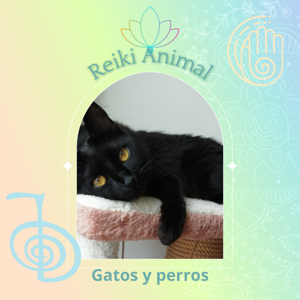 Producto - Reiki a distancia para animales