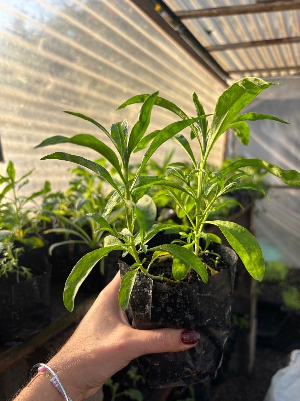 Producto - Plantin Agroecologico de aleli