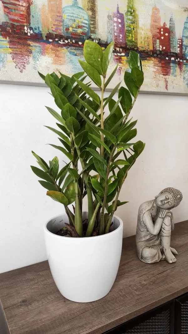 Producto - Maceta terracota esmaltada nordica blanca