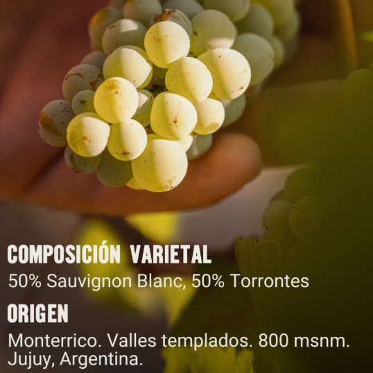 Producto - Sauvignon B. Torrontés - El Molle (Monterrico)