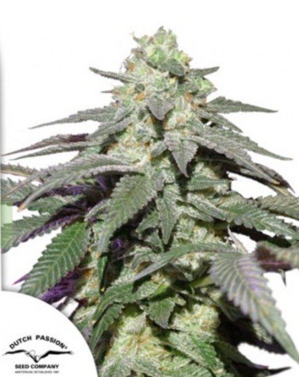 Producto - Auto Skywalker Haze