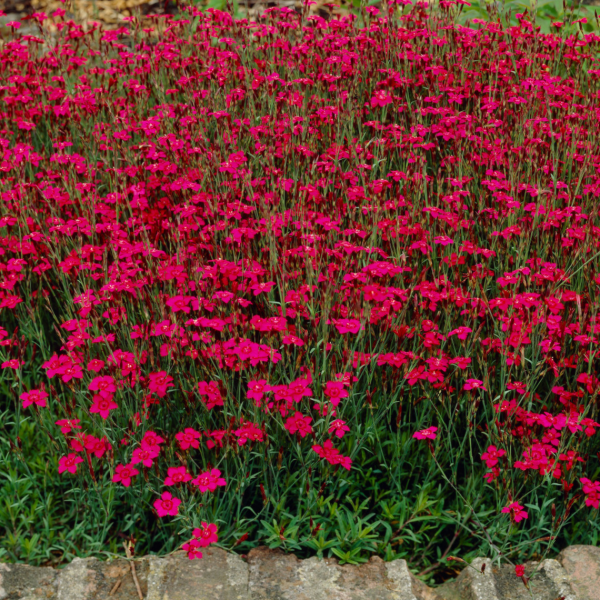 Producto - Dianthus deltoides