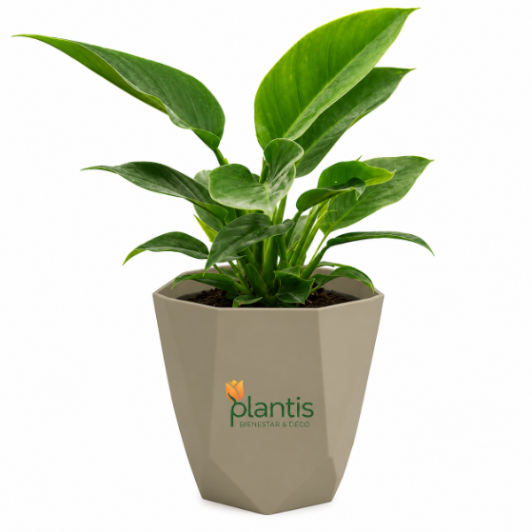 Producto - Philodendron Imperial Green - Maceta 3 lt