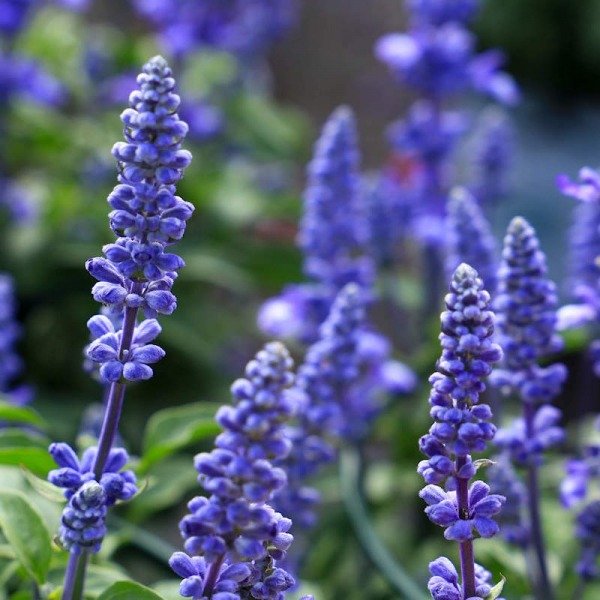 Producto - 30 Semillas de Salvia farinacea Azul vibrante! - 0