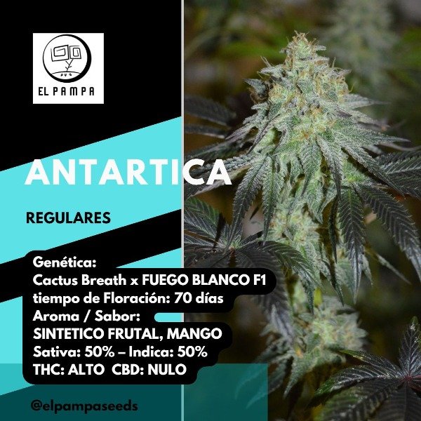 Producto - Antartica