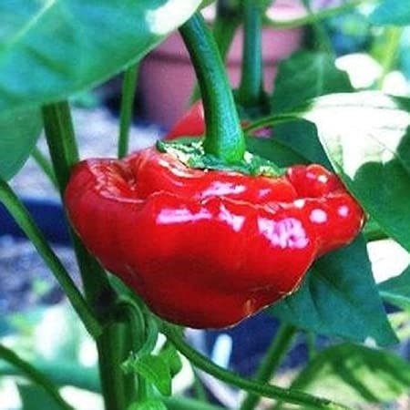 Producto - Ají Jamaica Red
