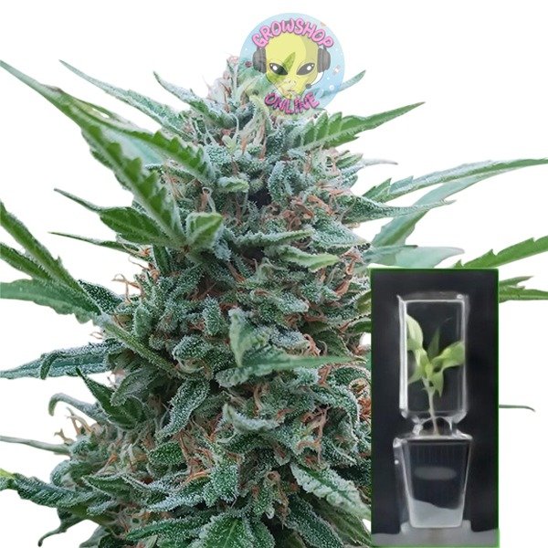 Producto - Esqueje Chocolope x AKA47 - 9001