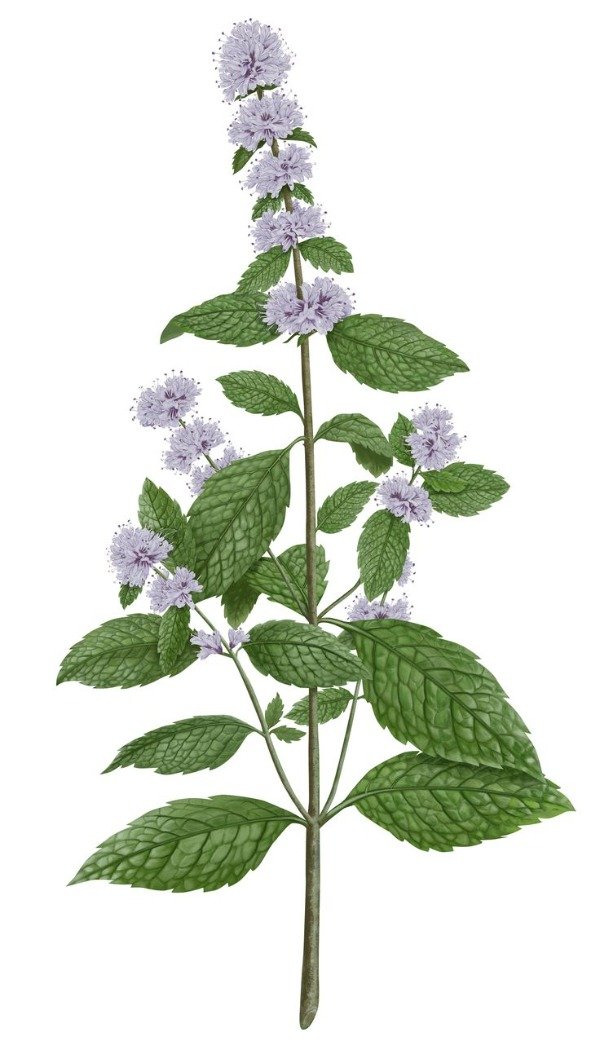 Producto - Tintura madre de PEPERINA