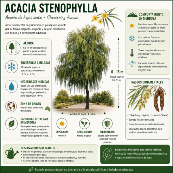Producto - Acacia stenophylla 7 L - 1