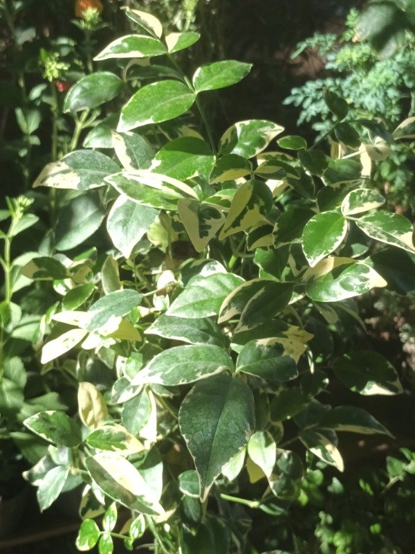 Producto - Bignonia Variegada - 2
