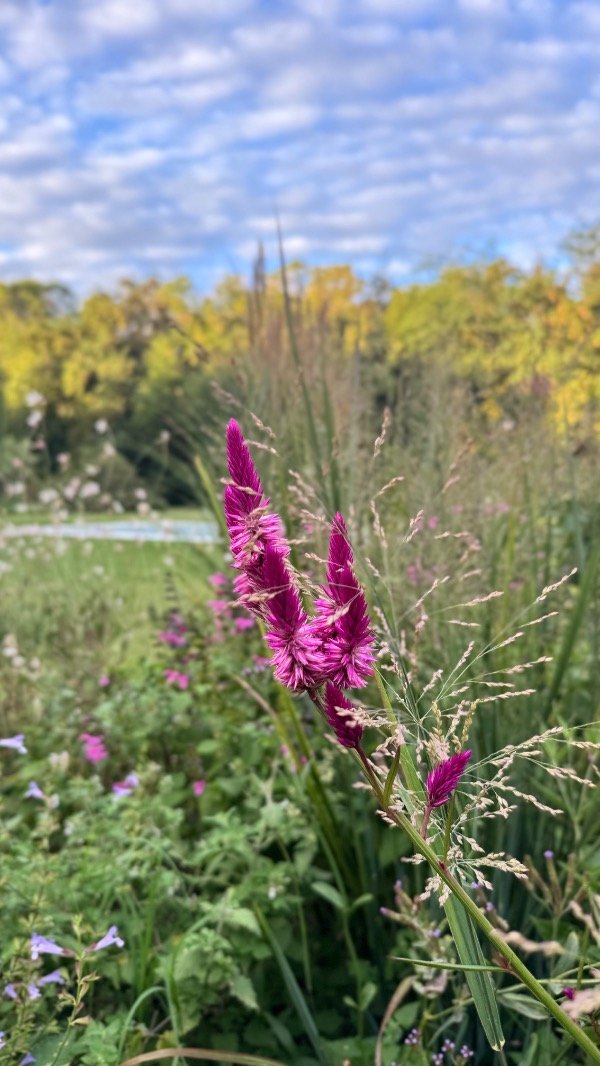 Producto - CELOSIA SPICATA ARGENTEA