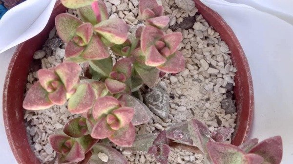 Producto - Crassula pellucida - 1