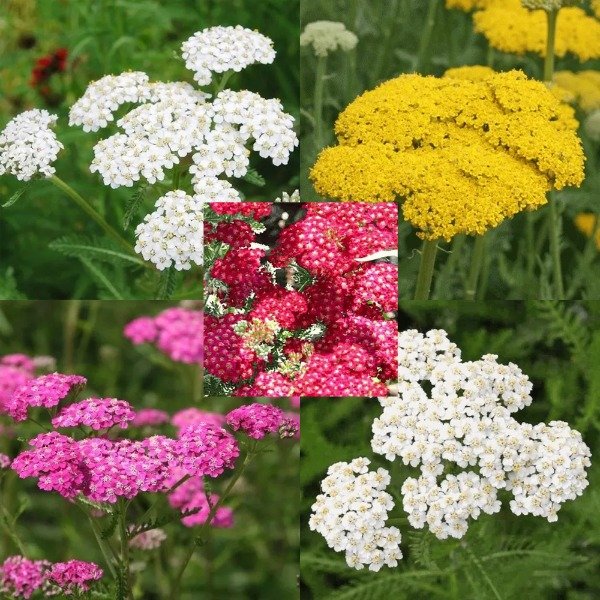 Producto - Combo De Semillas De Achillea Milenrama
