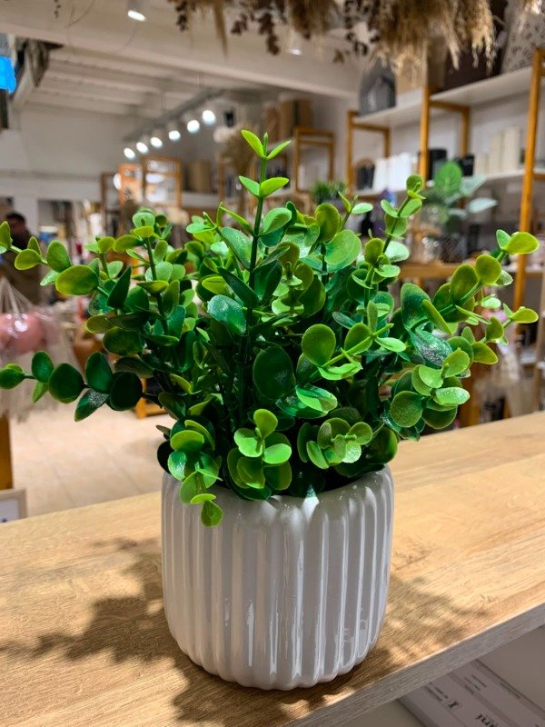 Producto - PLANTITA - 1
