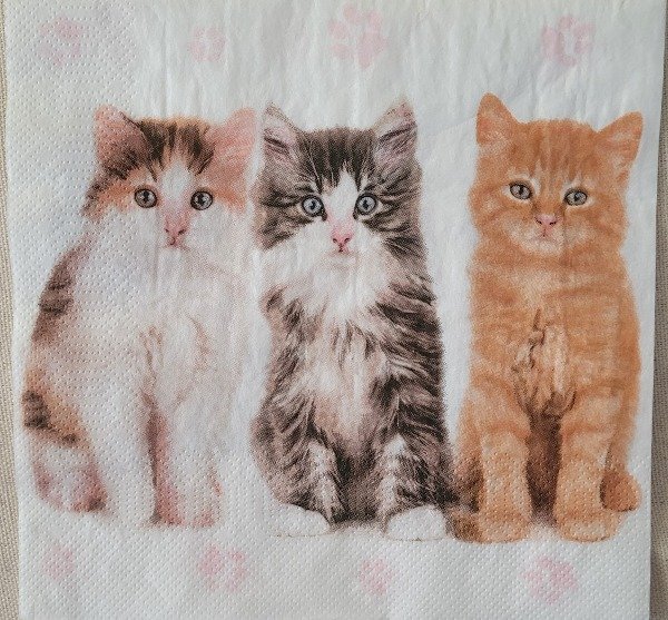 Producto - Gatitos