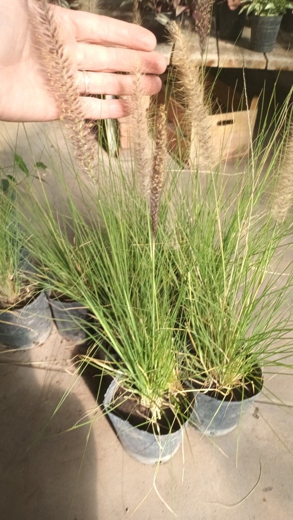 Producto - Pennisetum - 2
