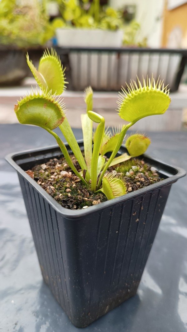 Producto - Venus Atrapamoscas mediana (dionaea muscipula)