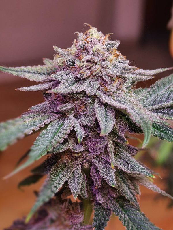 Producto - Tropicana WFC x4 - Sweed Lab