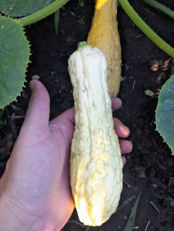 Producto - 10 Semillas De Zucchini Rugosa Friulana