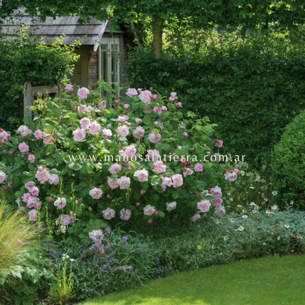 Producto - Rosal Fantin Latour - 8