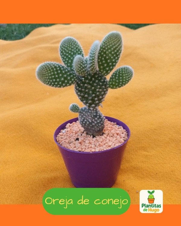 Producto - Cactus orejas de conejo Cactus orejas de Mickey