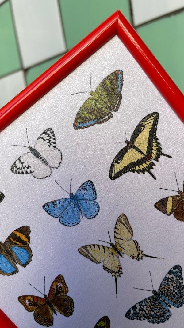 Producto - mariposas argentinas - 1