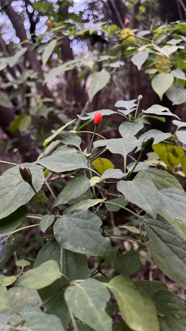 Producto - AJI QUITUCHO (Capsicum chacoense)