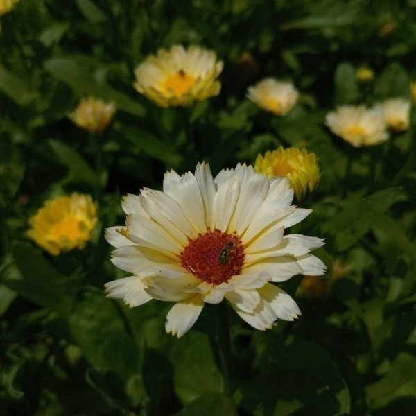 Producto - Caléndula snow - ivory princess