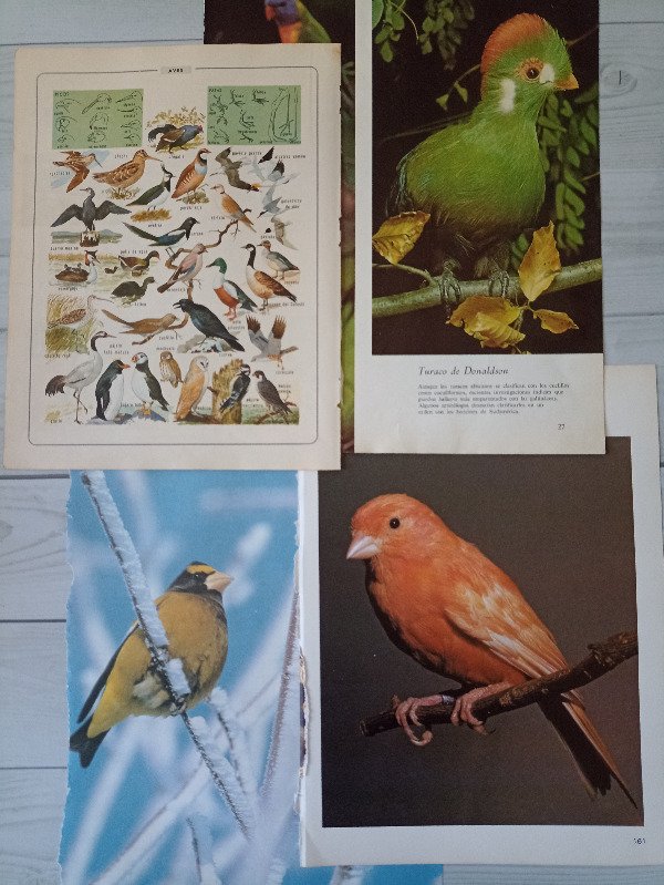 Producto - Imágenes aves y pájaros - 30 unidades