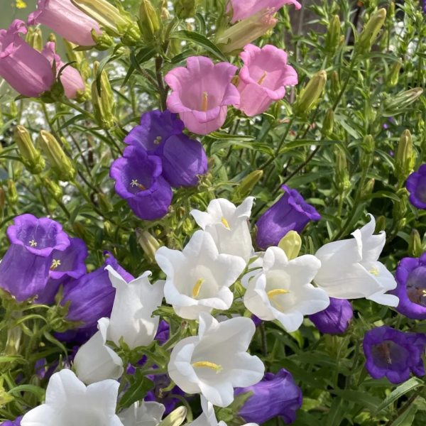 Producto - Campánula medium