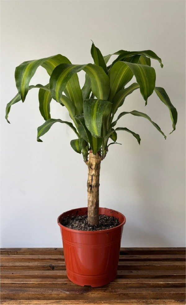 Producto - Palo de agua