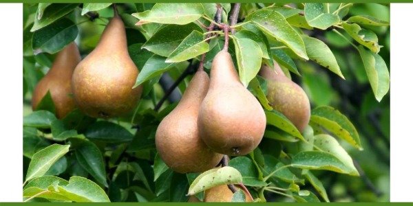 Producto - PERAS DORADAS BOSC ORGÁNICAS