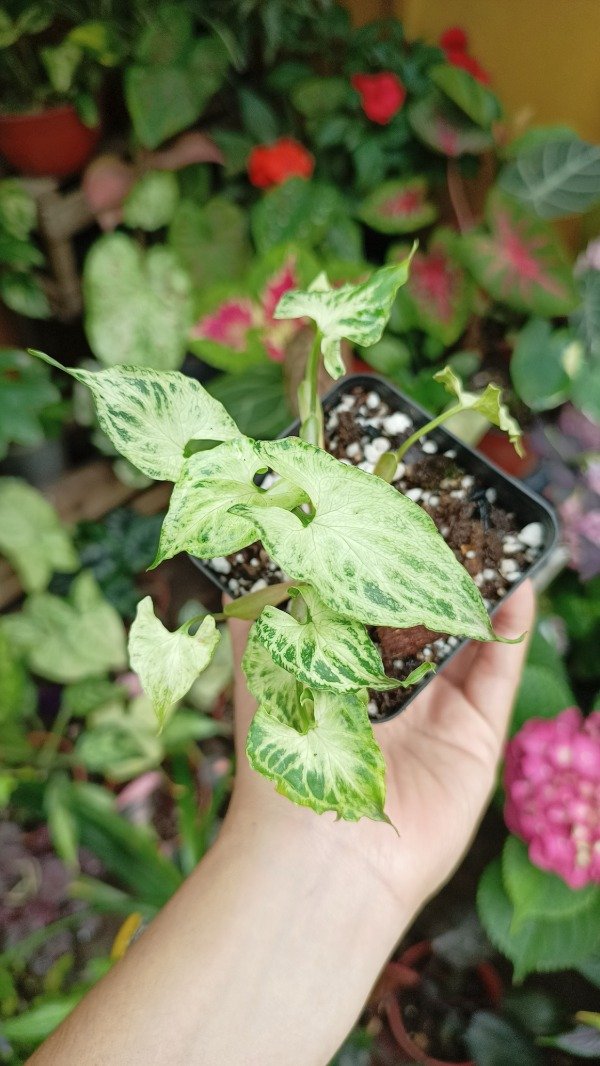 Producto - Singonium Batik Baby