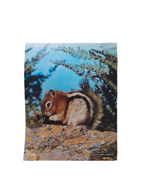 Miniatura de producto - 7