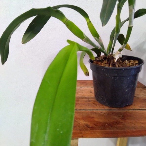 Producto - Laelia Tenebrosa - 1