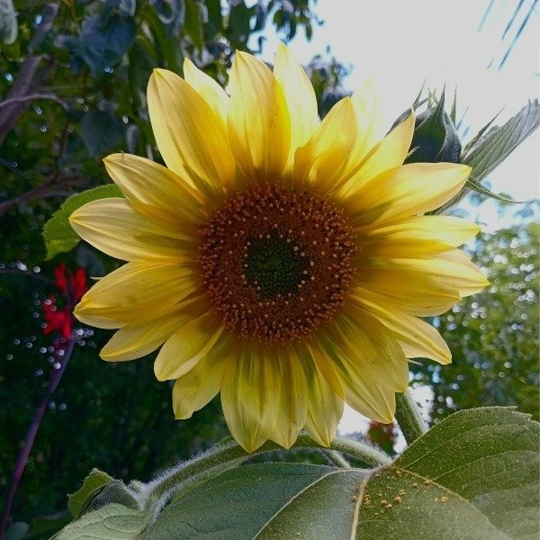 Producto - Girasoles mix - anillo de fuego, lemon - 3