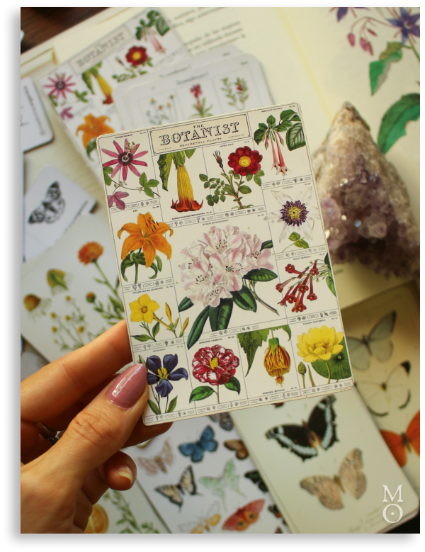 Producto - Imán Botánico - botanical