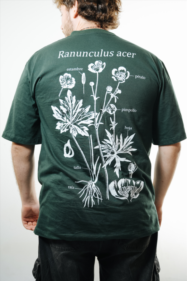 Producto - Ranunculus acer - Oversize