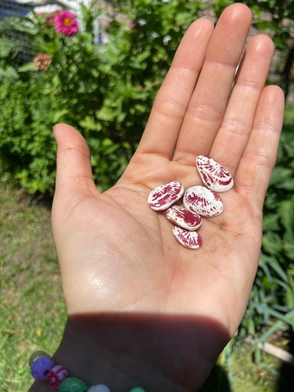 Producto - Semillas agroecologicas de poroto lima