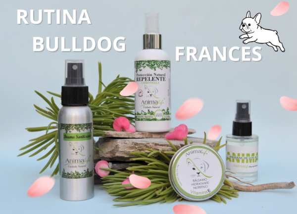 Producto - RUTINA BULLDOG FRANCES