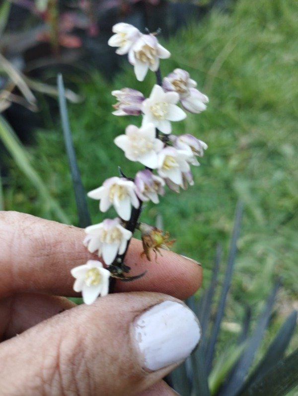 Producto - Ophiopogon japonicus Nigra - 2