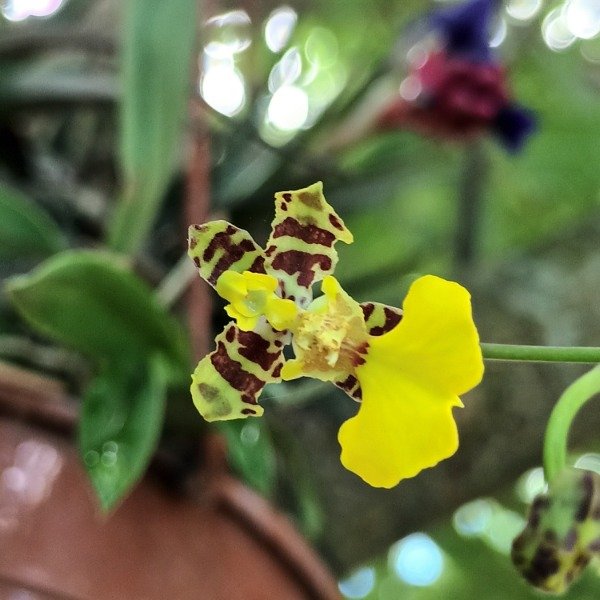 Producto - Oncidium Patito Orquídea - 2